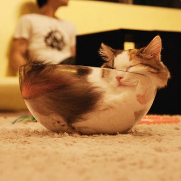 キジトラ白猫子猫ガラスボールの猫画像