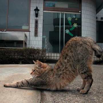 キジトラ猫伸び屋外の猫画像