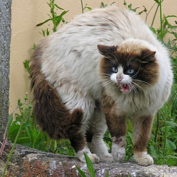 キジトラ白猫威嚇屋外の猫画像