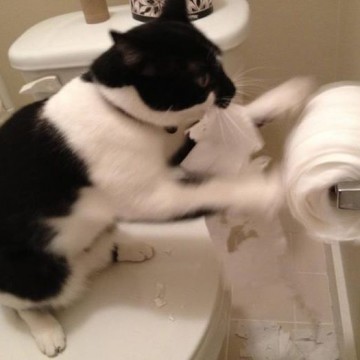 白黒猫トイレットペーパーの猫画像