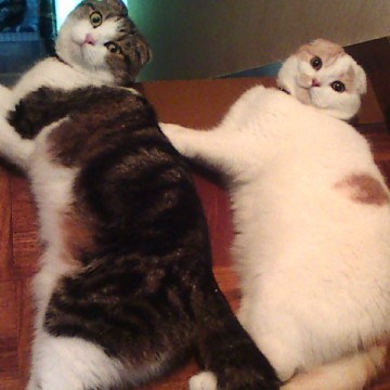 キジトラ白猫茶トラ白猫屋内の猫画像