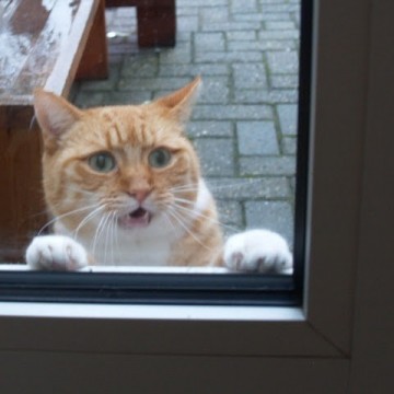 茶トラ白猫窓の猫画像