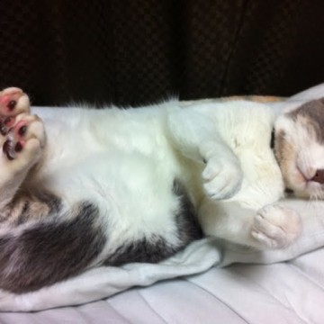 サバトラ白猫昼寝布団の猫画像