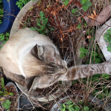 キジトラ白猫鉢植えの猫画像