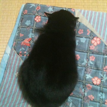 黒猫子猫座布団の猫画像