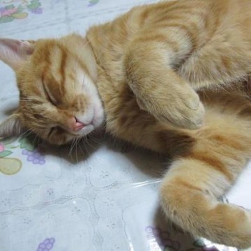 茶トラ猫昼寝の猫画像