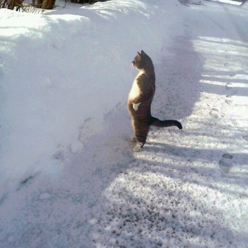 キジトラ白猫仁王立ち雪の猫画像