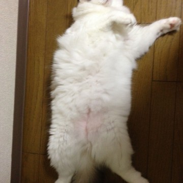 灰白猫昼寝の猫画像