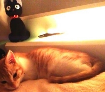 茶トラ白猫ベッドの猫画像