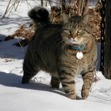 キジトラ猫雪の猫画像