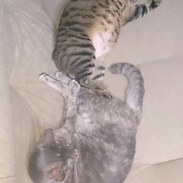キジトラ猫灰猫昼寝ソファーの猫画像