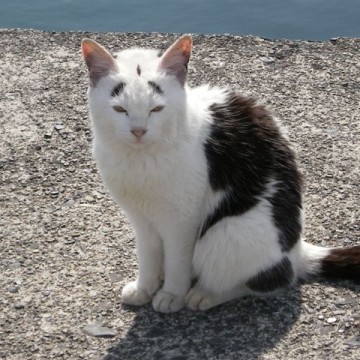 黒白猫屋外の猫画像