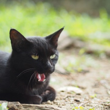 黒猫あくび屋外の猫画像