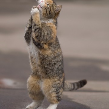 キジトラ猫子猫祈りの猫画像