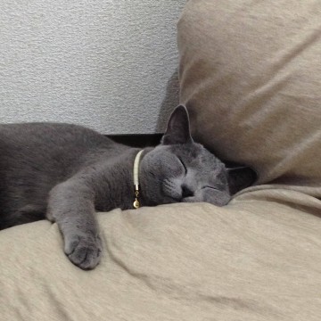 灰猫昼寝の猫画像