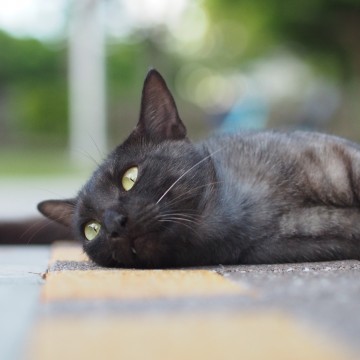 黒猫屋外の猫画像