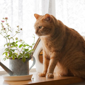 茶トラ猫窓の猫画像