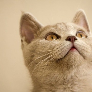 灰猫子猫の猫画像