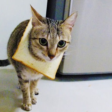キジトラ猫パンの猫画像