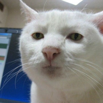 白猫パソコンの猫画像