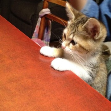 キジトラ猫子猫テーブルの猫画像