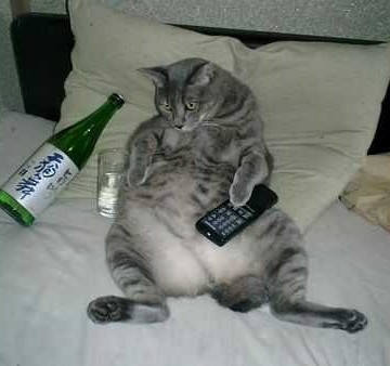 灰猫ベッド酒の猫画像