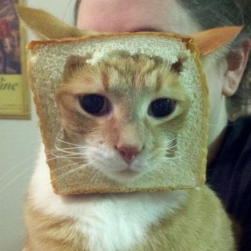 茶トラ白猫パンの猫画像