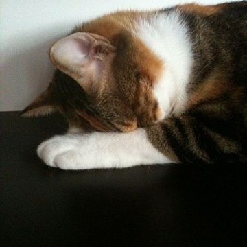 キジトラ白猫子猫昼寝の猫画像