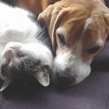 サバトラ白猫昼寝犬の猫画像