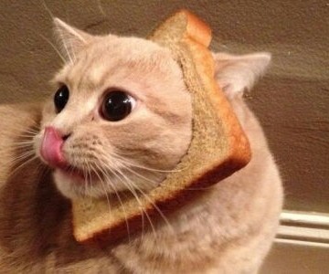 茶トラ猫パンの猫画像