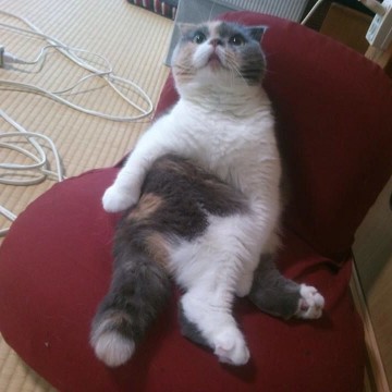 三毛猫椅子の猫画像