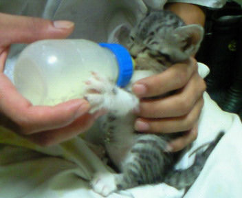 キジトラ猫子猫ミルクの猫画像