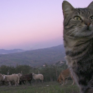 キジトラ猫草原の猫画像