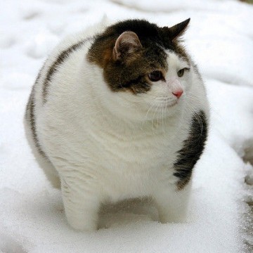三毛猫雪の猫画像