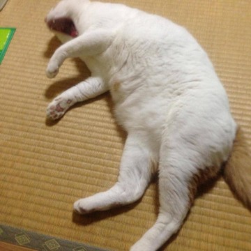 茶トラ白猫畳昼寝の猫画像