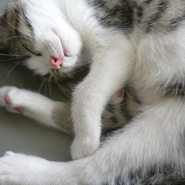 キジトラ白猫昼寝の猫画像