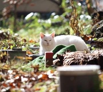 白猫屋外の猫画像