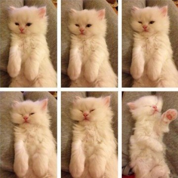 白猫子猫昼寝の猫画像