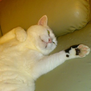 黒白猫ベッドの猫画像
