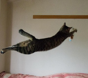 キジトラ猫ジャンプの猫画像
