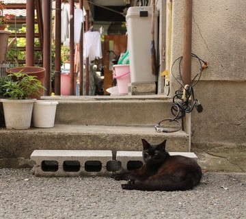 黒猫屋外の猫画像