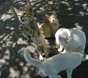 キジトラ猫白猫子猫屋外の猫画像