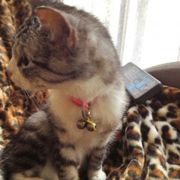 サビトラ白猫子猫毛布の猫画像