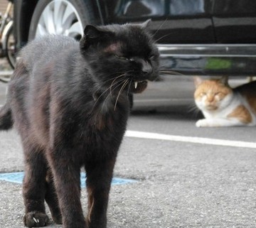 黒猫茶トラ白猫屋外の猫画像
