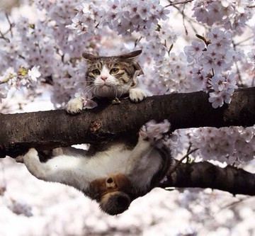 キジトラ白猫桜の猫画像
