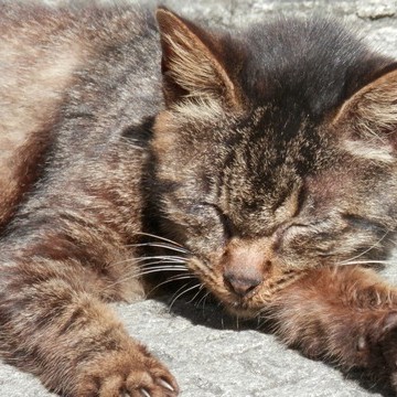 キジトラ猫昼寝屋外の猫画像