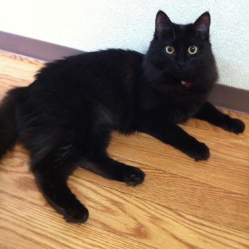 黒猫フローリングの猫画像