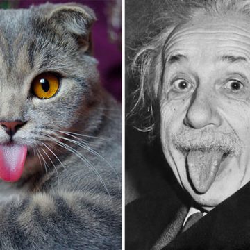 灰アインシュタインの猫画像