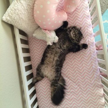 トラ猫ベッドの猫画像