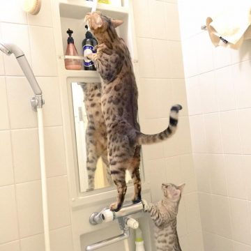 キジトラベンガルシャワーの猫画像
